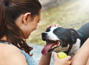 あなたの犬があまりにも多くの運動をしている5つの兆候 