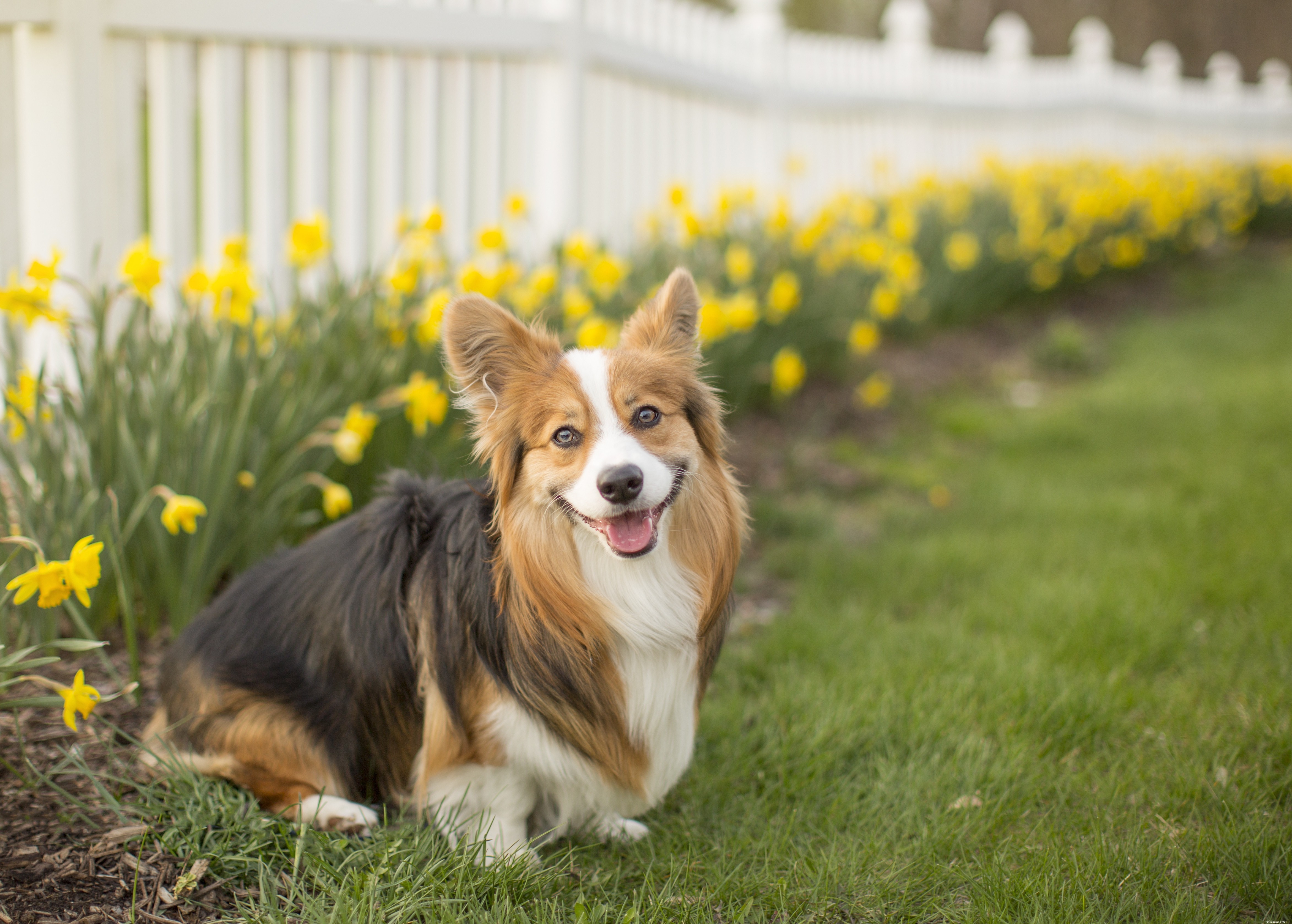 12 tuinplanten die giftig zijn voor honden