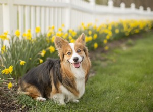 12 trädgårdsväxter som är giftiga för hundar