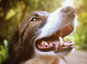 À quelle fréquence les chiens doivent-ils se faire nettoyer les dents par le vétérinaire ?