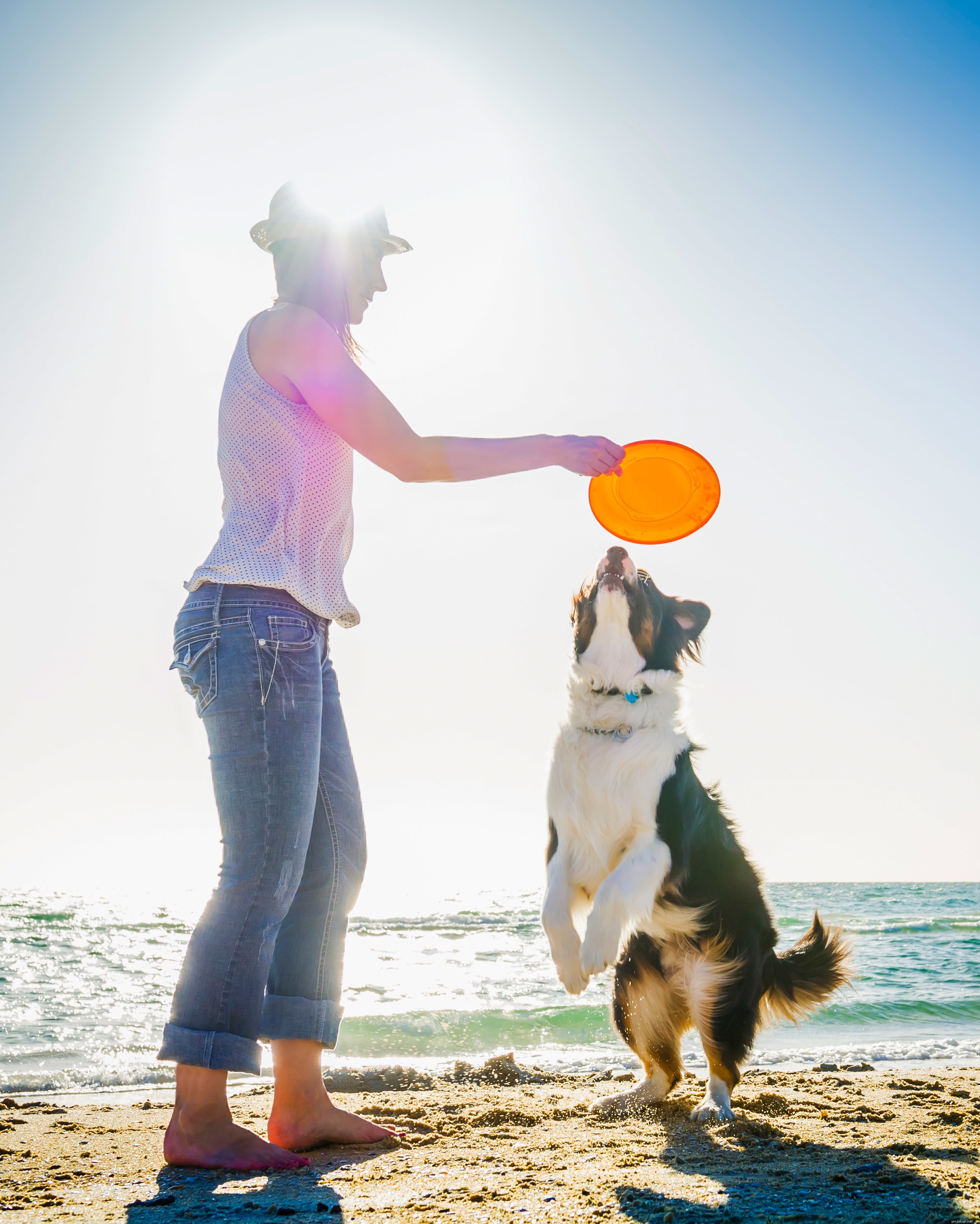 Zomerveiligheid:tips om uw hond mee te nemen naar het strand