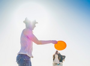 Sommarsäkerhet:Tips för att ta med din hund till stranden