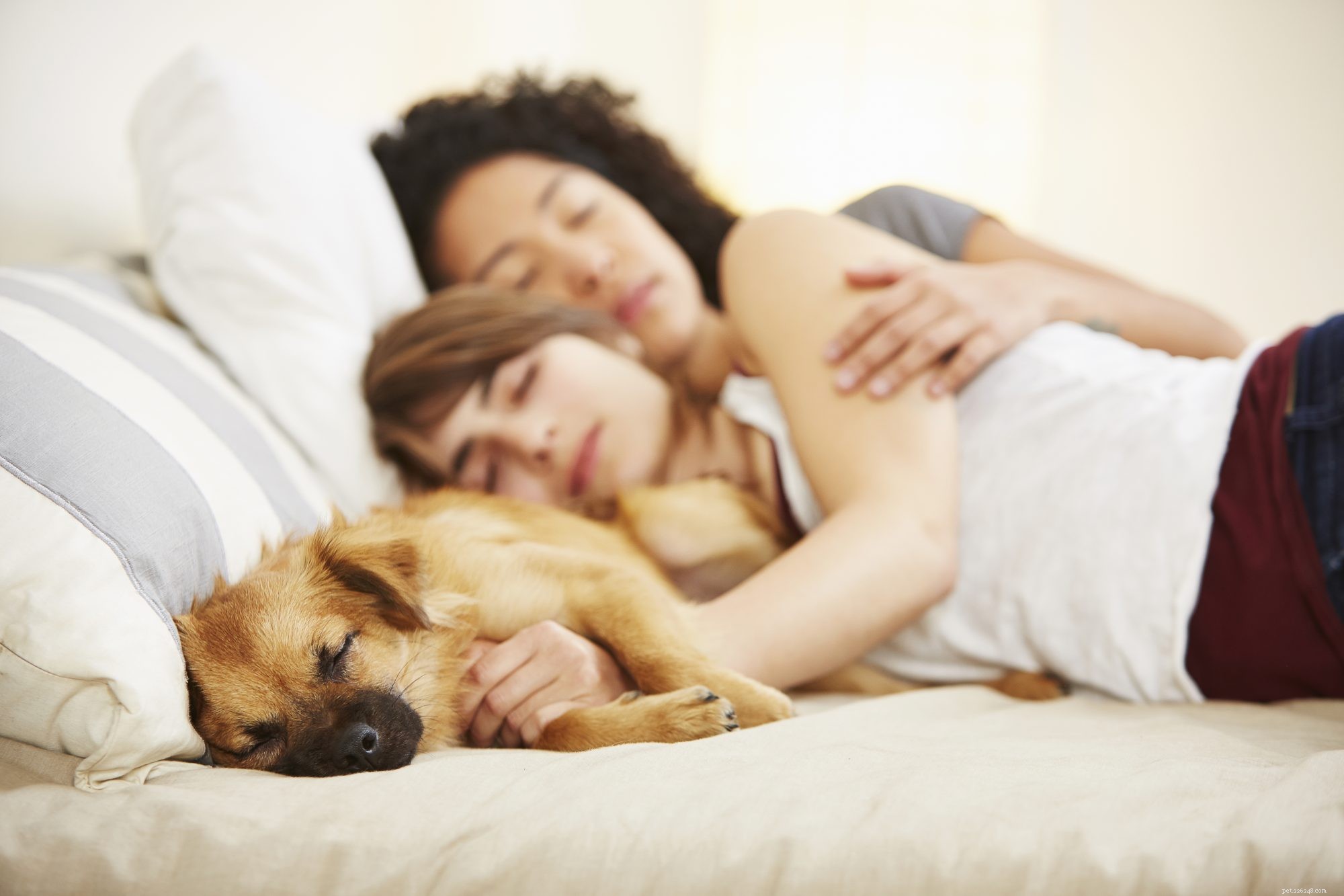 Zowel u als uw huisdier profiteren van samen in bed slapen