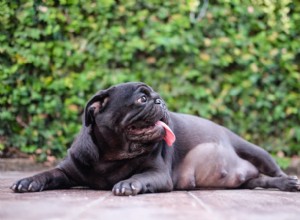 Hundgraviditet:Vad du kan förvänta dig