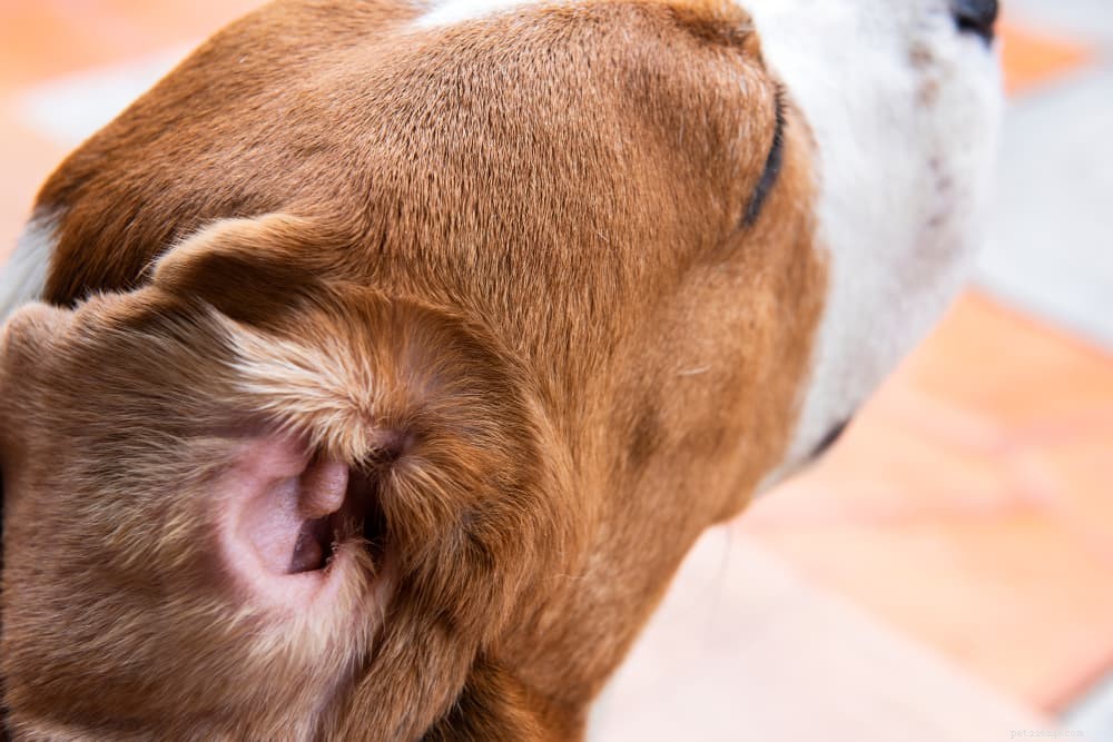 Acari dell orecchio nei cani