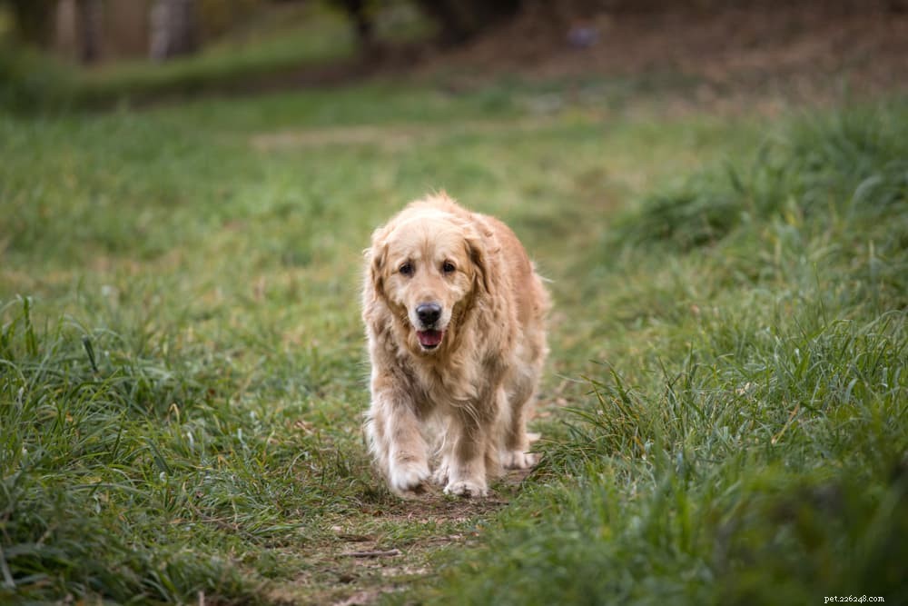 Quando il dolore provoca ansia nel cane:4 sintomi comuni
