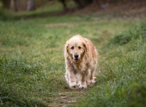 Quando a dor causa ansiedade no cão:4 sintomas comuns
