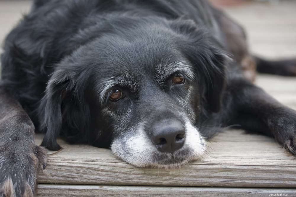 Qu est-ce que la dysfonction cognitive canine ou le syndrome de dysfonctionnement cognitif ?