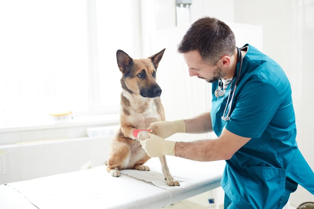 Infezione da stafilococco nei cani