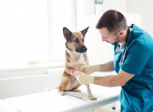 Stafylokoková infekce u psů