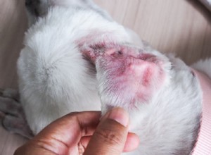 犬の皮膚血腫 