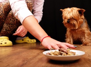 Gastroenterit hos hundar