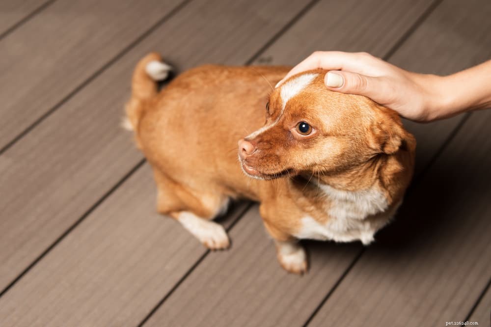 Gastro-enteritis bij honden