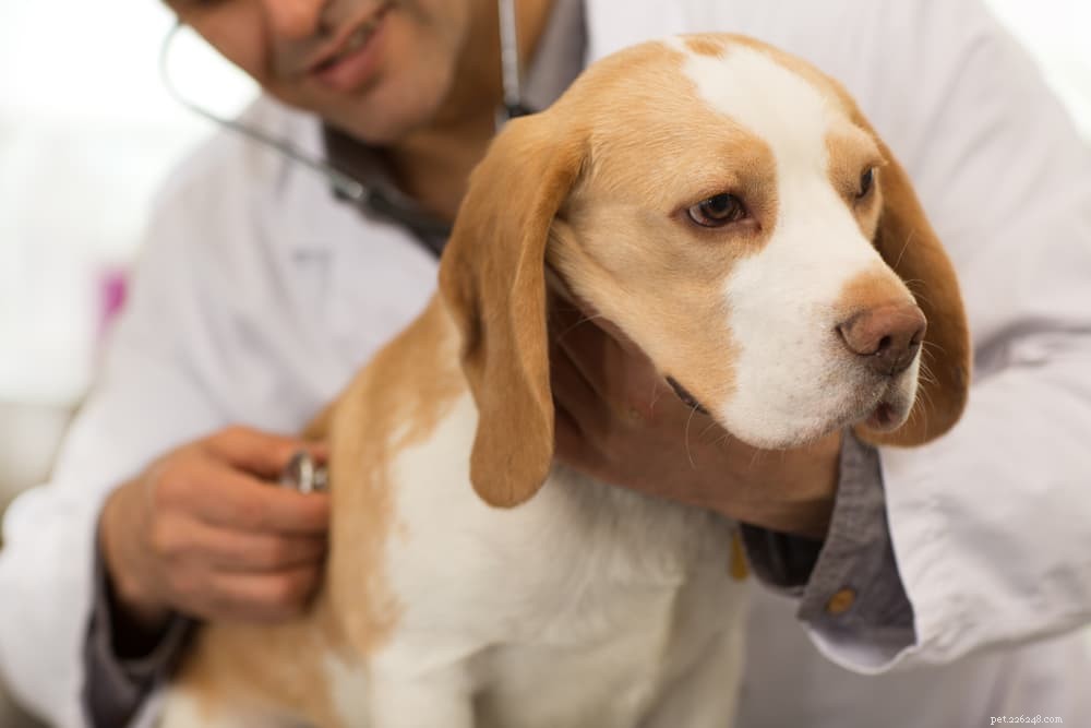 Syndrome douloureux du beagle