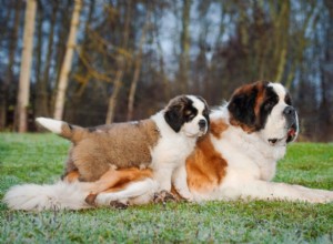 Autoimmuna sjukdomar hos hundar
