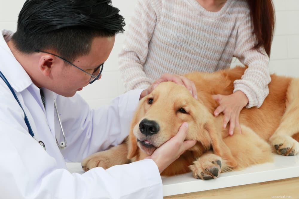 Pancreatitis bij honden