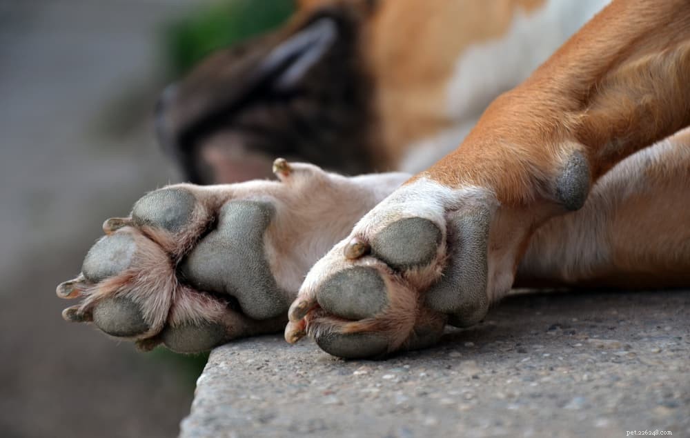犬の足の腫れ 