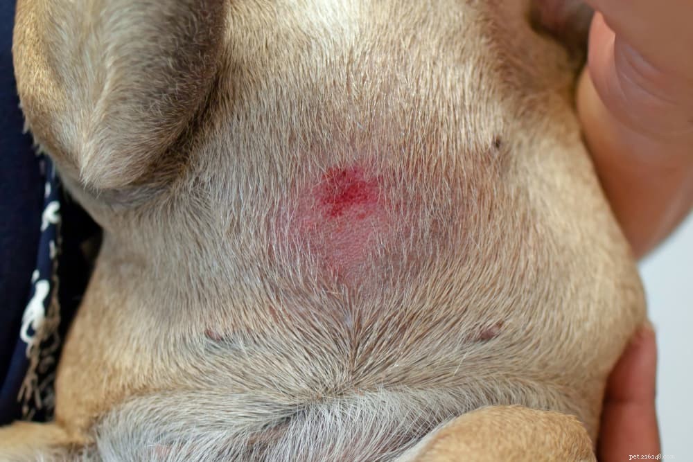 犬の膿皮症 