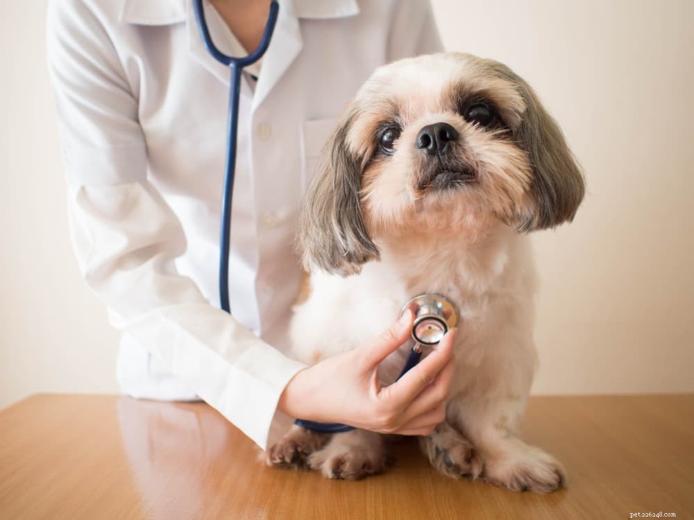 Câncer de pulmão em cães