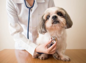 Rakovina plic u psů
