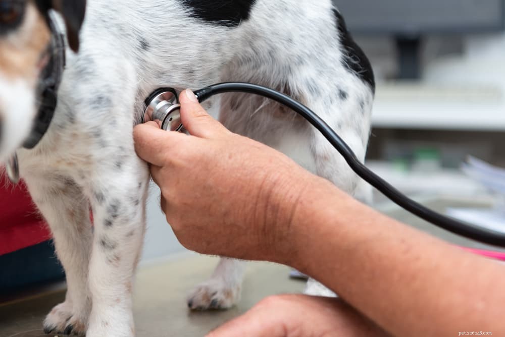 Дилатационная кардиомиопатия (ДКМП) у собак
