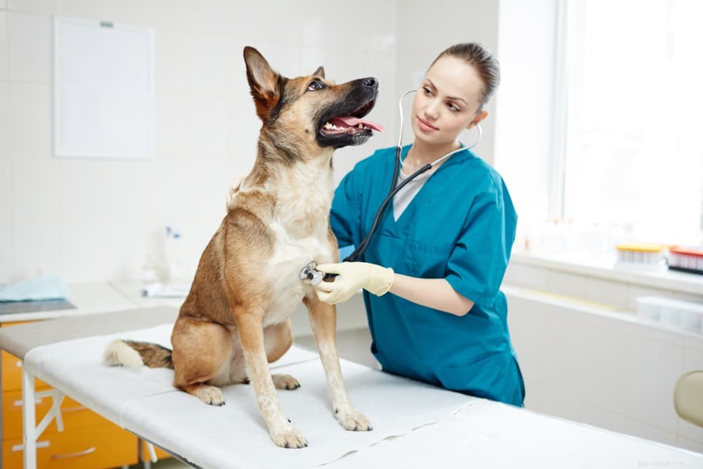 Дилатационная кардиомиопатия (ДКМП) у собак