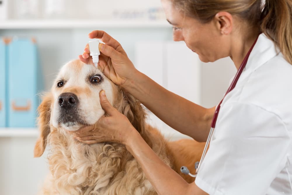 Glaucoma nei cani