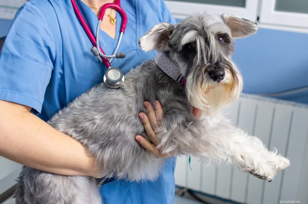 Xylitolförgiftning hos hundar
