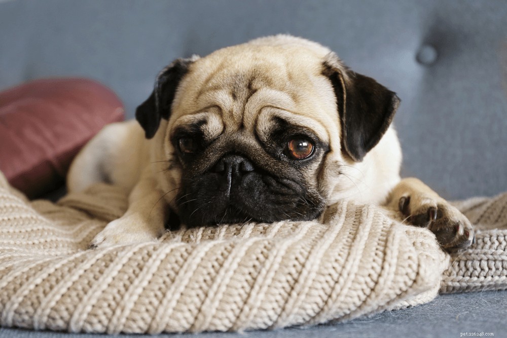 Como saber se seu cachorro está triste?