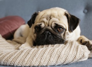 개가 슬픈지 어떻게 알 수 있습니까?