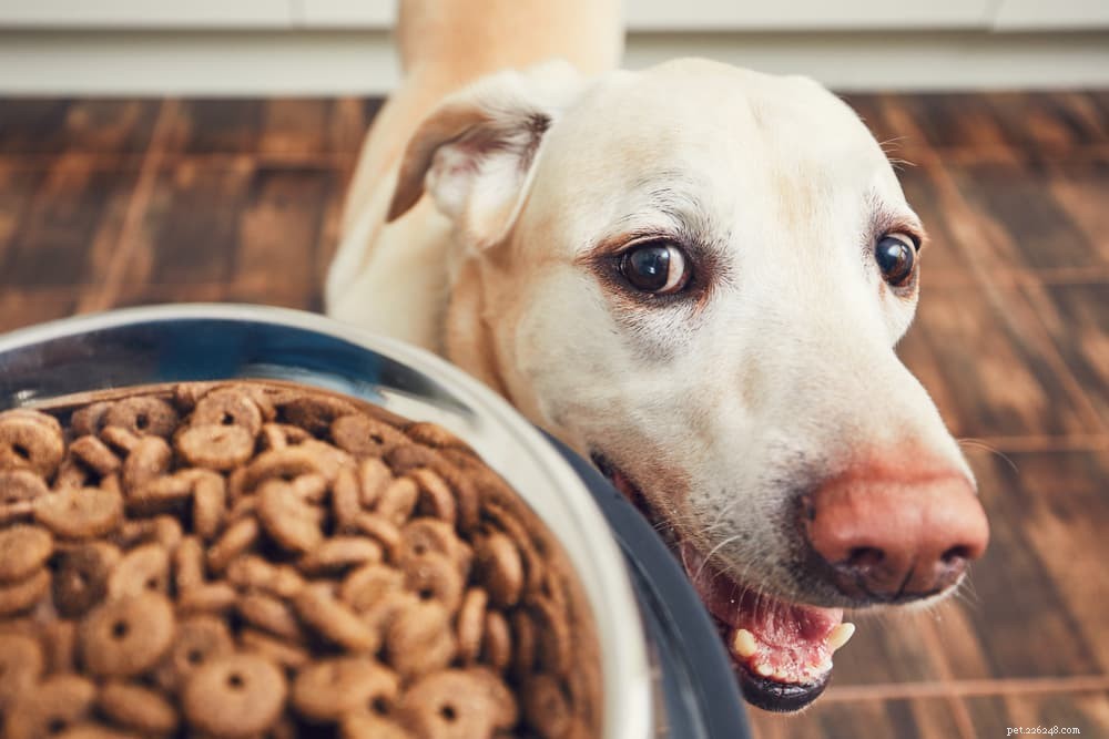 Spijsverteringsproblemen bij honden