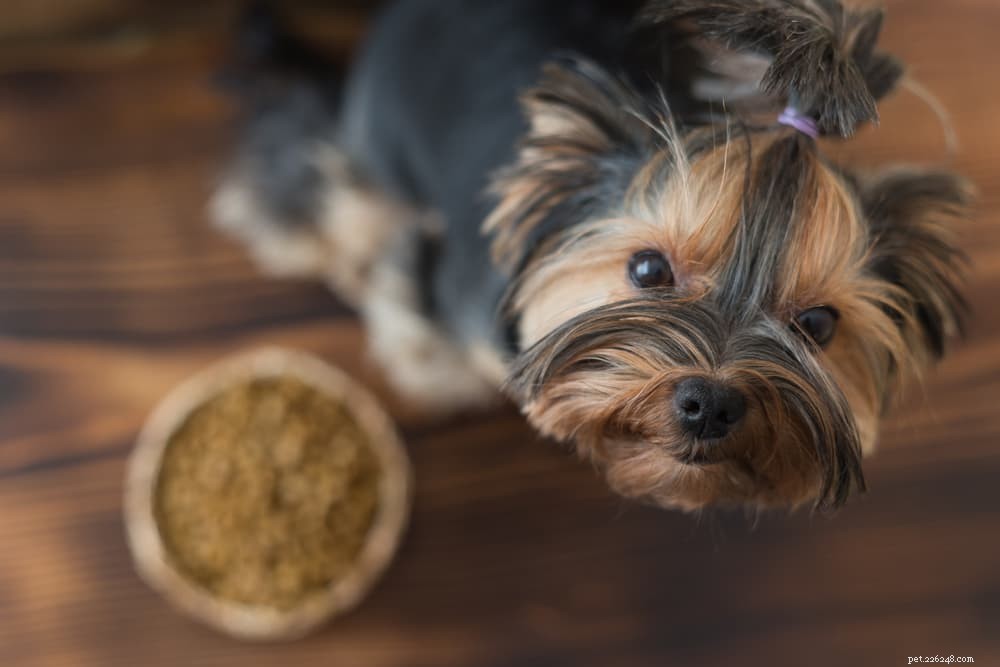 Matsmältningsproblem hos hundar