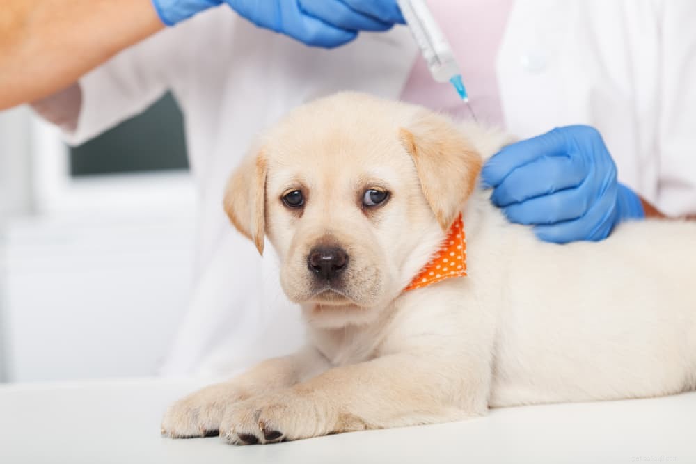Parvovirus bij honden