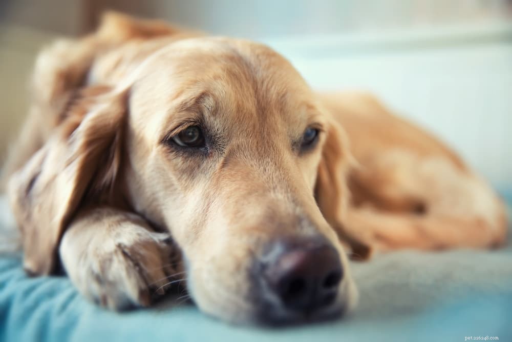 Ontsteking bij honden:oorzaken, symptomen en hoe te helpen