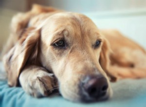 Inflammation chez le chien :causes, symptômes et comment y remédier