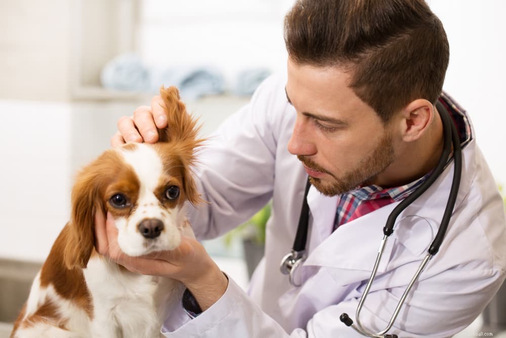 Inflammation chez le chien :causes, symptômes et comment y remédier