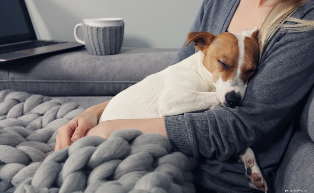 6 causes de maux de dos chez les chiens