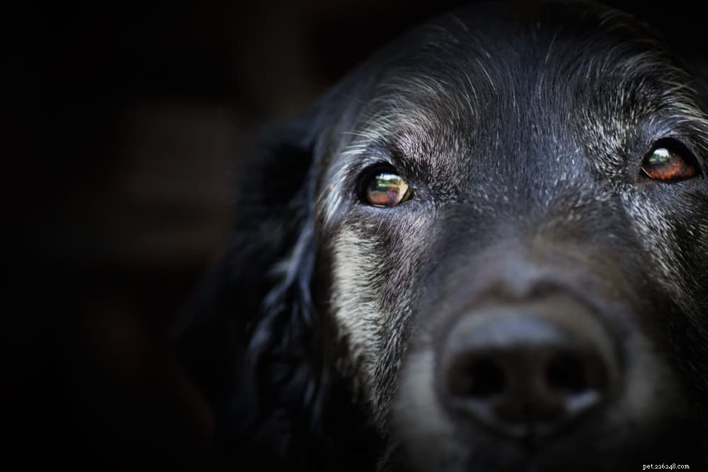 Собачьи глаза:почему они возникают