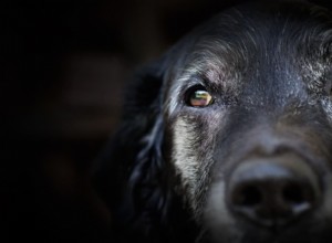 Boogers de olhos de cachorro:por que acontecem