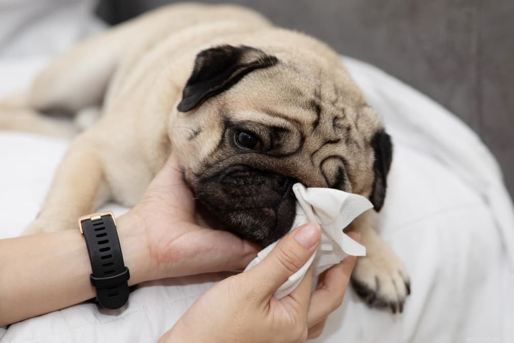 Dog Eye Boogers:Why They Happen