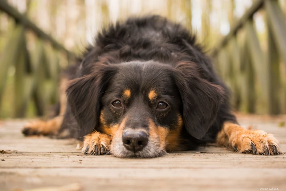 Dog Eye Boogers:Proč se stávají