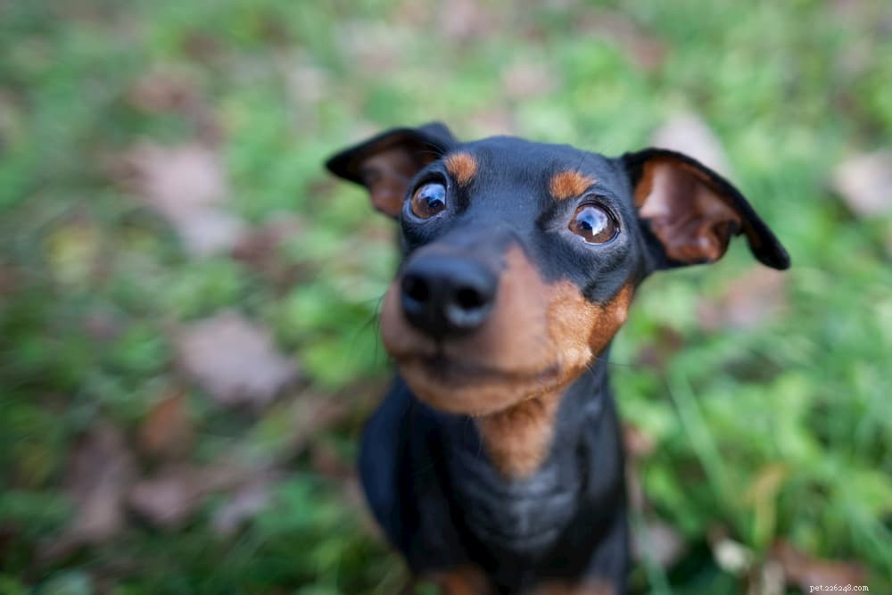Dog Eyelids:Fakta och vanliga problem