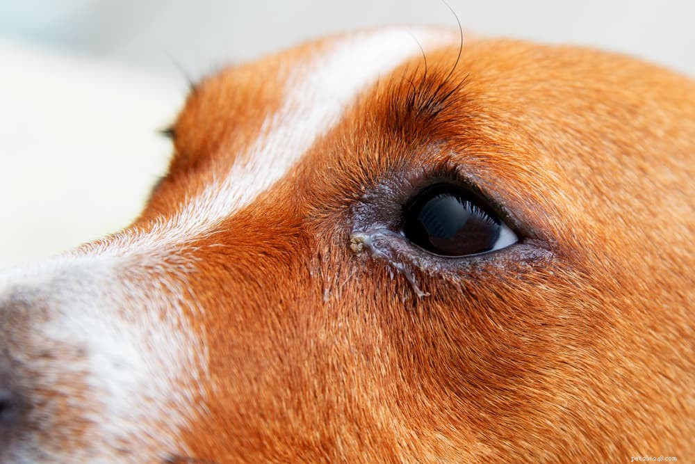 Pálpebras de cães:fatos e problemas comuns