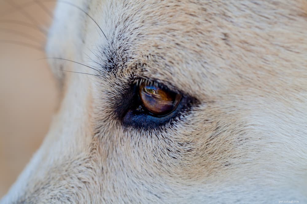 Dog Eyelids:Fakta och vanliga problem