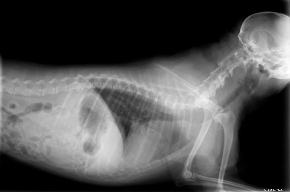 Рентгеновские снимки собак:все, что вы хотите знать
