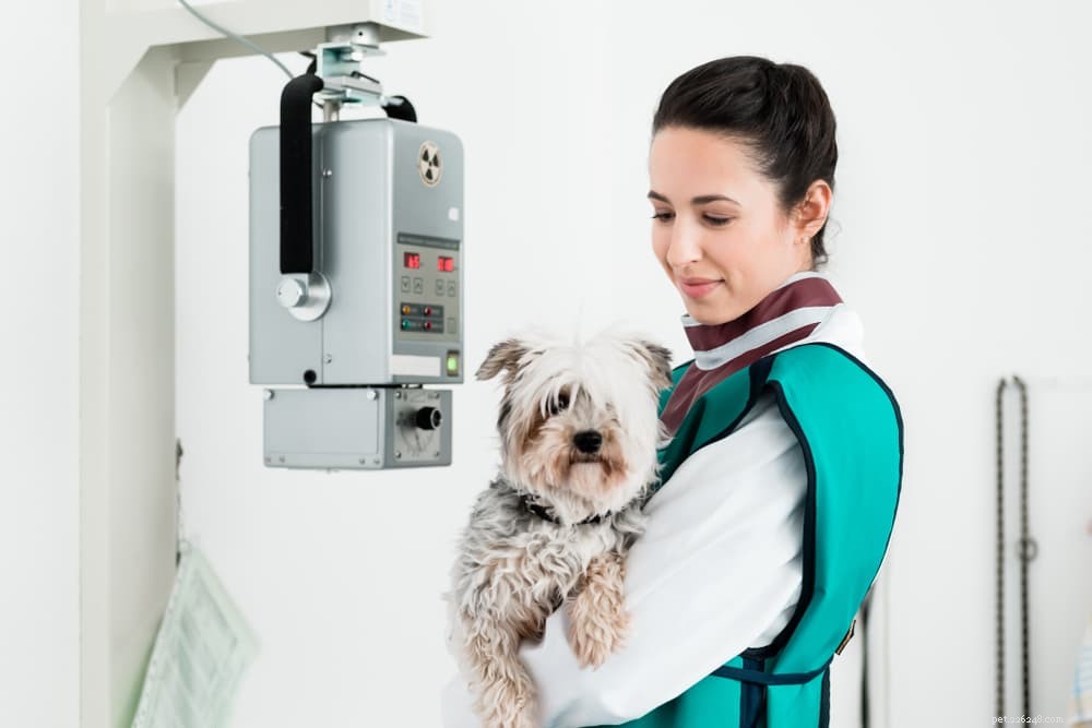 Hondenröntgenfoto s:alles wat u wilt weten