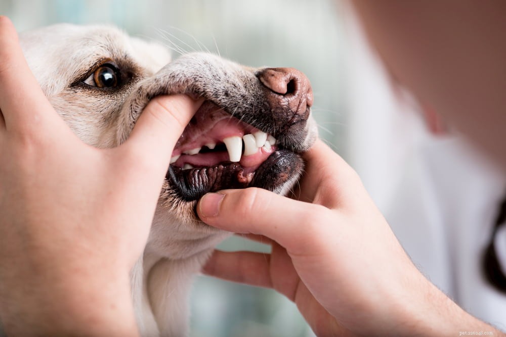 Gengivas pálidas em cães:10 razões para isso acontecer