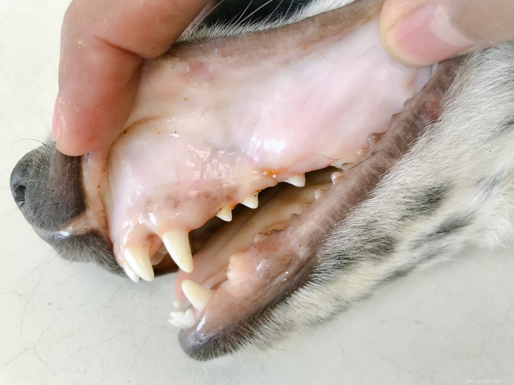 Blek tandkött hos hundar:10 anledningar till att det kan hända