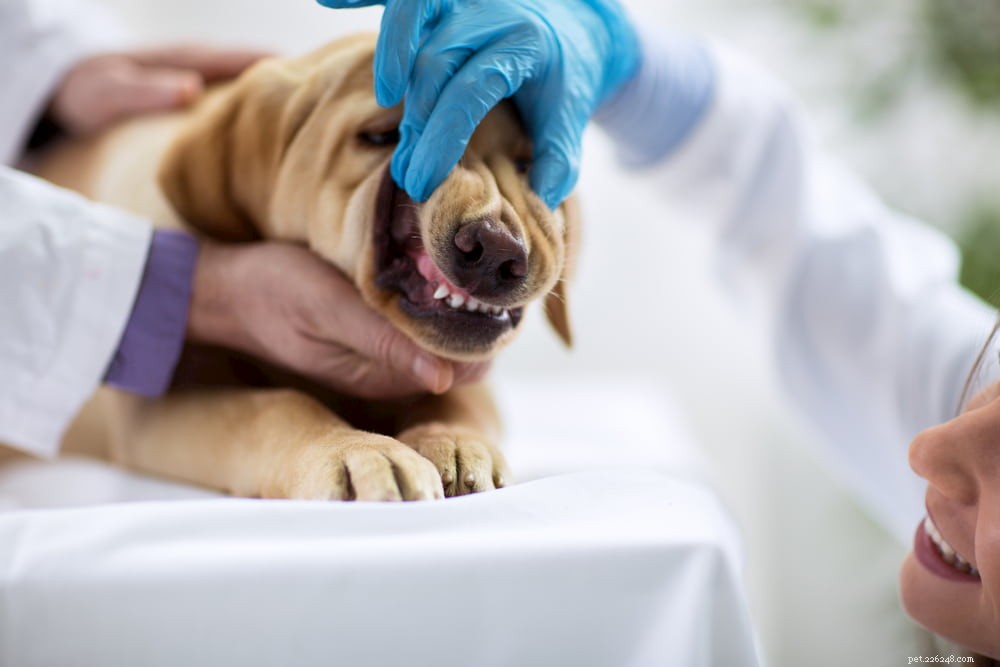 Bledé dásně u psů:10 důvodů, proč se to může stát