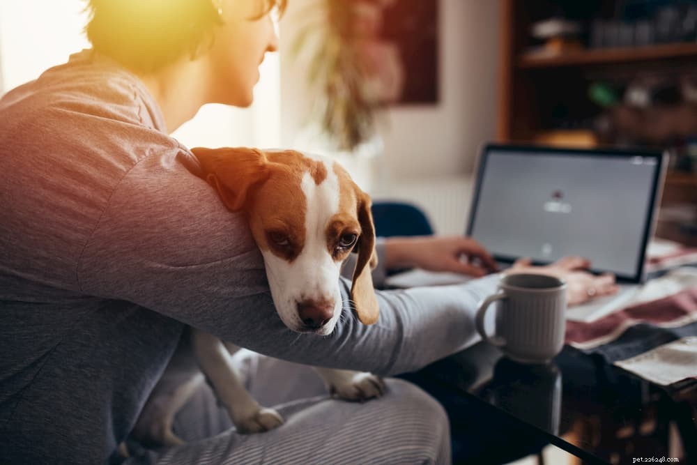 4 modi in cui lo stress può influenzare il tuo cane